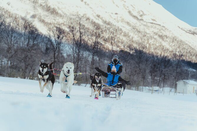 Fun & Easy Dog Sledding Adventure - Noon Tour - Who Should Consider This Tour?