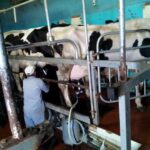 Funchal Agriculture Green Tour - Is this tour worth the $100 price tag?