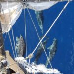 Funchal: Pirate Ship Cruise with Wine and Honey Cake Tasting - What’s Included and Practical Details