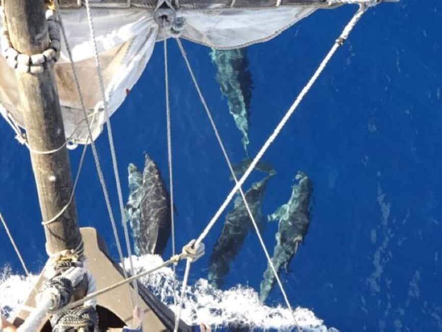 Funchal: Pirate Ship Cruise with Wine and Honey Cake Tasting - What’s Included and Practical Details
