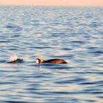 Funtana: Dolphin safari, drinks included - Meeting Points and Practicalities