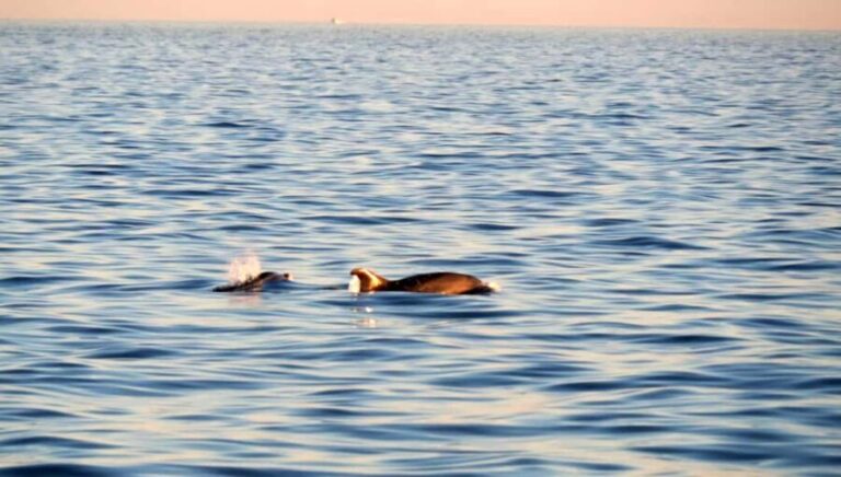 Funtana: Dolphin safari, drinks included - Meeting Points and Practicalities