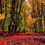 Gabala,Shamakhi, Caucasus mountains Day Trip Tour - What Makes This Tour Stand Out?