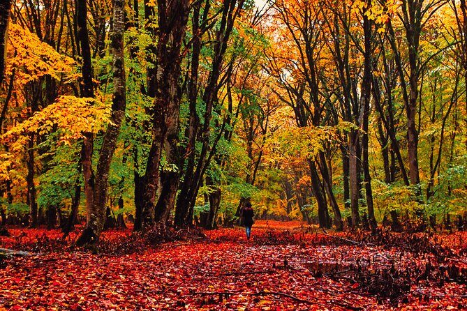 Gabala,Shamakhi, Caucasus mountains Day Trip Tour - What Makes This Tour Stand Out?