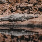 Gambia Banjul City Tour with Crocodile Pool, Arch 22 and More - Practical Details and What You Should Know