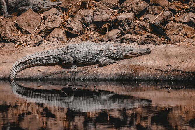 Gambia Banjul City Tour with Crocodile Pool, Arch 22 and More - Practical Details and What You Should Know