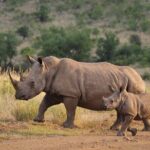 Gambia to Senegal Tour with Ferry Crossing and Safari Park - The Itinerary in Detail
