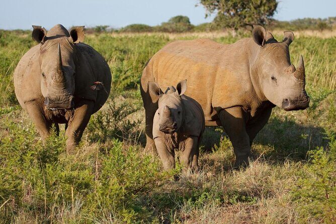 Game Drive and Rhino Viewing Safari - Final Thoughts