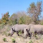 Game Drive And Rhino Walk - The Itinerary Breakdown