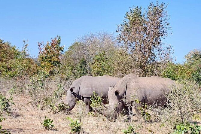 Game Drive And Rhino Walk - The Itinerary Breakdown