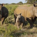 Game Drive And Rhino Walk - Why This Tour Offers Great Value