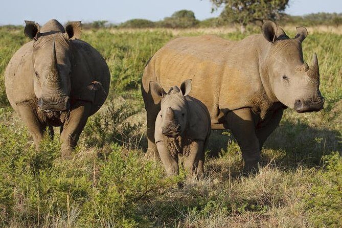 Game Drive And Rhino Walk - Why This Tour Offers Great Value