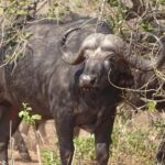 Game drive and short rhino walk - The White Rhino Walk: A Close Encounter