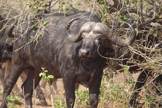 Game drive and short rhino walk - The White Rhino Walk: A Close Encounter