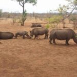 Game Drive and White Rhino Walking Safari in Livingstone - Practical Details and Tips