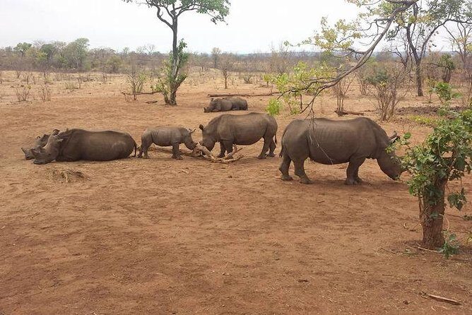 Game Drive and White Rhino Walking Safari in Livingstone - Practical Details and Tips