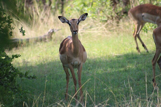 Game drive in the Mosi Oa Tunya National Park - Livingstone - Detailed Breakdown of the Safari Experience