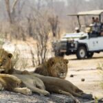 Game drive in Victoria Falls National Park - Why This Tour Might Be Perfect for You