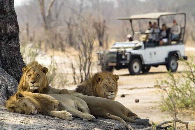 Game drive in Victoria Falls National Park - Why This Tour Might Be Perfect for You
