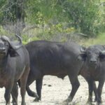 Game Drive Morning & Afternoon - The Authentic Touch — Guided Insights and Reviews
