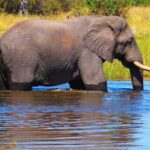 Game drive/White Rhino tracking - The Itinerary: Breaking Down the Experience