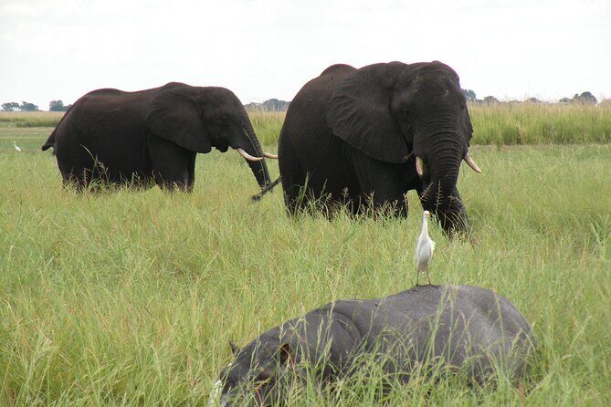 Game Drives in the Zambezi National Park - Authentic Insights from Reviews