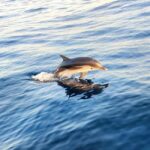 Giardini Naxos: Dolphin Searching Sunset Boat Tour - The True Value of This Experience
