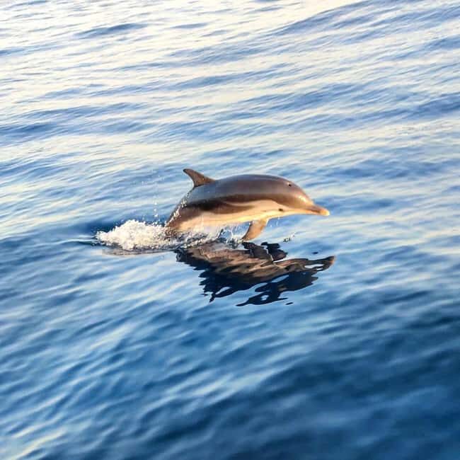 Giardini Naxos: Dolphin Searching Sunset Boat Tour - The True Value of This Experience