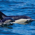 Gibraltar: Dolphin Watching Tour - The Sum Up