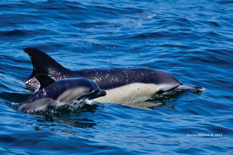 Gibraltar: Dolphin Watching Tour - The Sum Up
