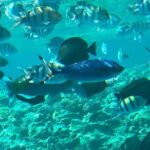 Giftun Island ( Orange bay ) from Hurghada - Authentic Insights from Reviews