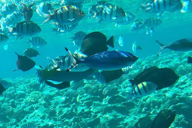 Giftun Island ( Orange bay ) from Hurghada - Authentic Insights from Reviews