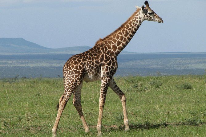 Giraffe Center and David Sheldrick Elephant Orphanage Day Tour from Nairobi - Practical Aspects and What They Mean for You