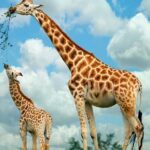 Giraffe Center and David Sheldrick Elephant Orphanage Tour - Why This Tour Works