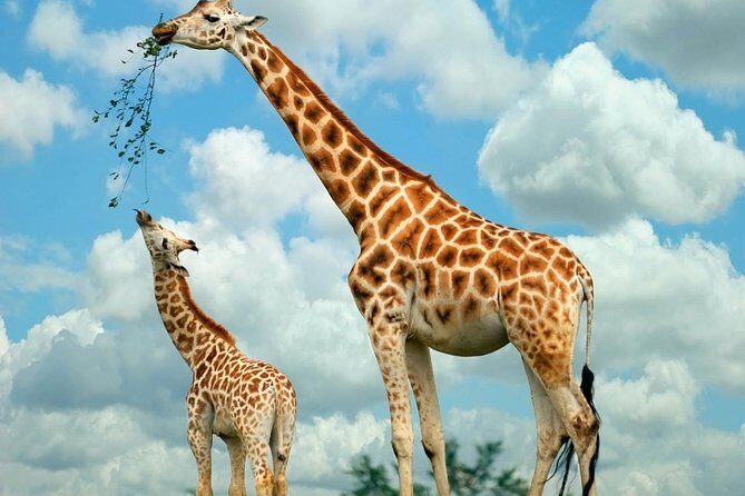 Giraffe Center and David Sheldrick Elephant Orphanage Tour - Why This Tour Works