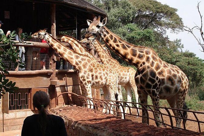 Giraffe center, Elephant Orphanage and Beads Center - What Travelers Love About This Tour