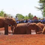 Giraffe Center & Elephant Orphanage Guided Day Tour From Nairobi - Who Will Love This Tour?