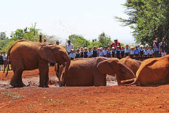 Giraffe Center & Elephant Orphanage Guided Day Tour From Nairobi - Who Will Love This Tour?