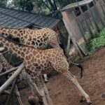 Giraffe Center Guided Tour in Nairobi - The Value of This Tour