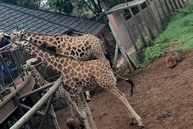 Giraffe Center Guided Tour in Nairobi - The Value of This Tour