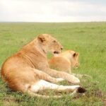 Giraffe center, stedmark animals haven & Nairobi Park Tour - Why Choose This Tour?