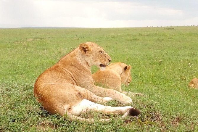 Giraffe center, stedmark animals haven & Nairobi Park Tour - Why Choose This Tour?
