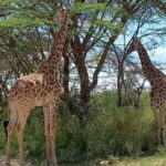 Giraffe Centre and Bomas of Kenya from Nairobi - The Itinerary: Breaking Down Each Stop