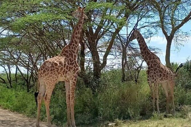 Giraffe Centre and Bomas of Kenya from Nairobi - The Itinerary: Breaking Down Each Stop