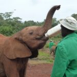 Giraffe Centre, Elephant Orphanage, National Museum & Beads Center - Who Will Love This Tour?