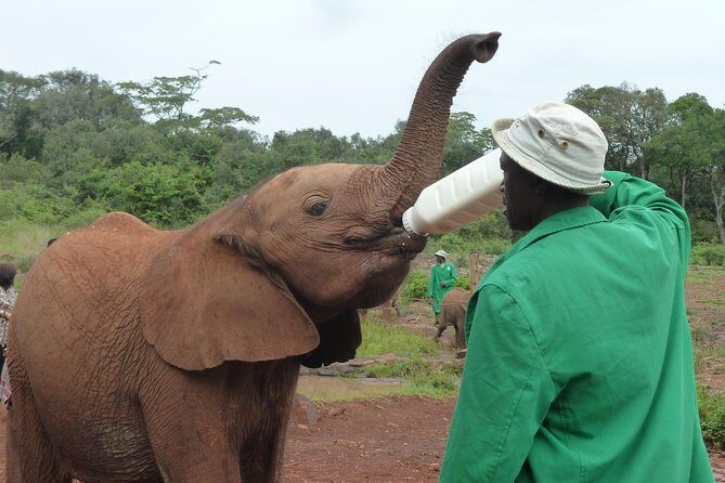Giraffe Centre, Elephant Orphanage, National Museum & Beads Center - Who Will Love This Tour?