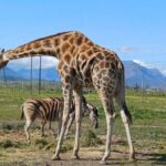 Giraffe Encounter and Cheetah Outreach with Wine Tasting - Transportation and Logistics