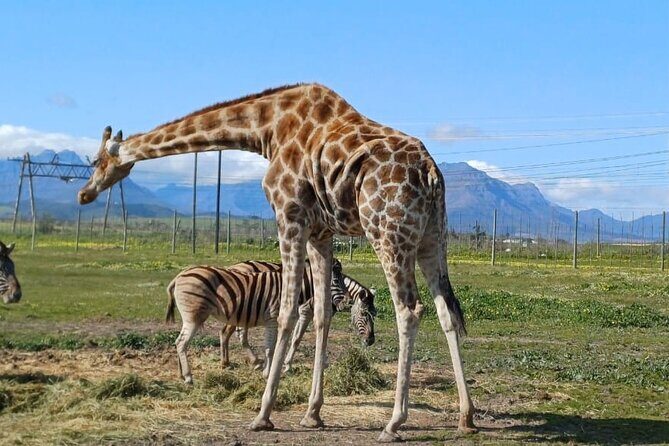 Giraffe Encounter and Cheetah Outreach with Wine Tasting - Transportation and Logistics