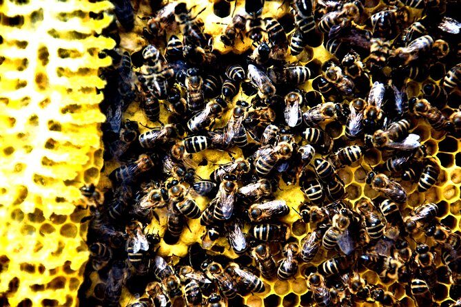 Give Bees a chance! - The Hosts: Goran and Natasha