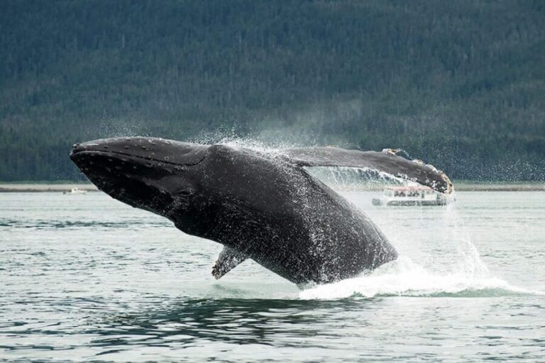 Glacier Bay: High Speed Catamaran Glacier & Wildlife Tour - Who Will Love This Tour?